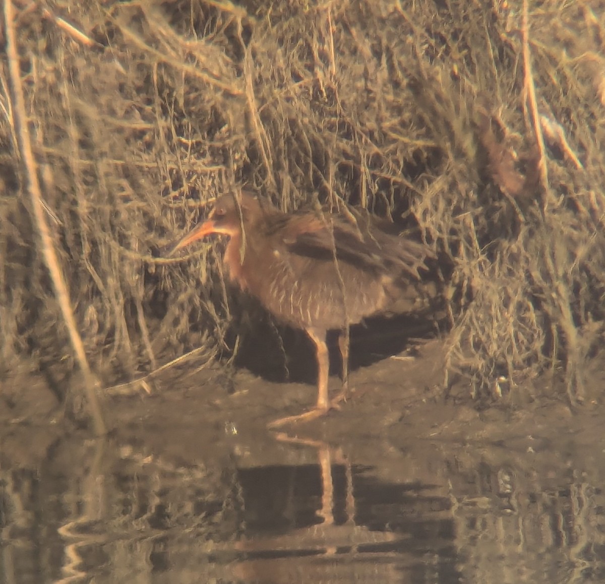 Ridgway's Rail (Light-footed) - ML626643417