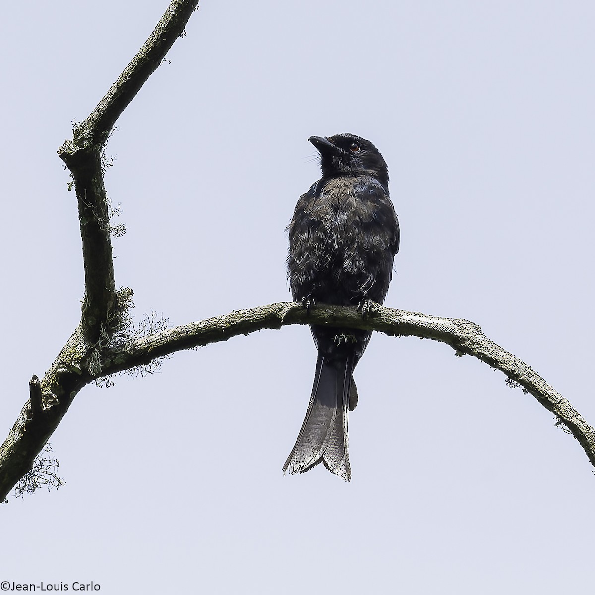 Square-tailed Drongo - ML626643454