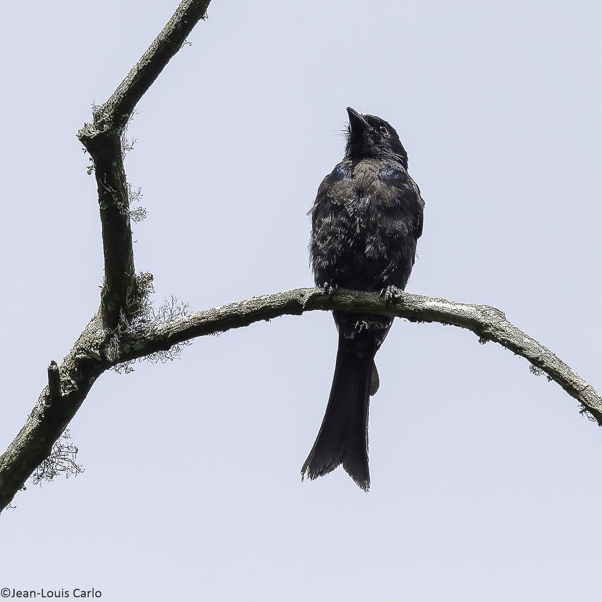 Square-tailed Drongo - ML626643455