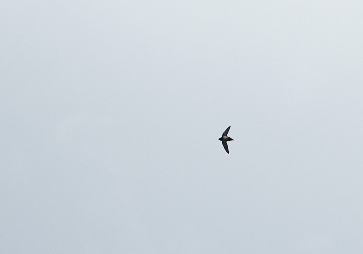 Silver-backed Needletail - ML626643463