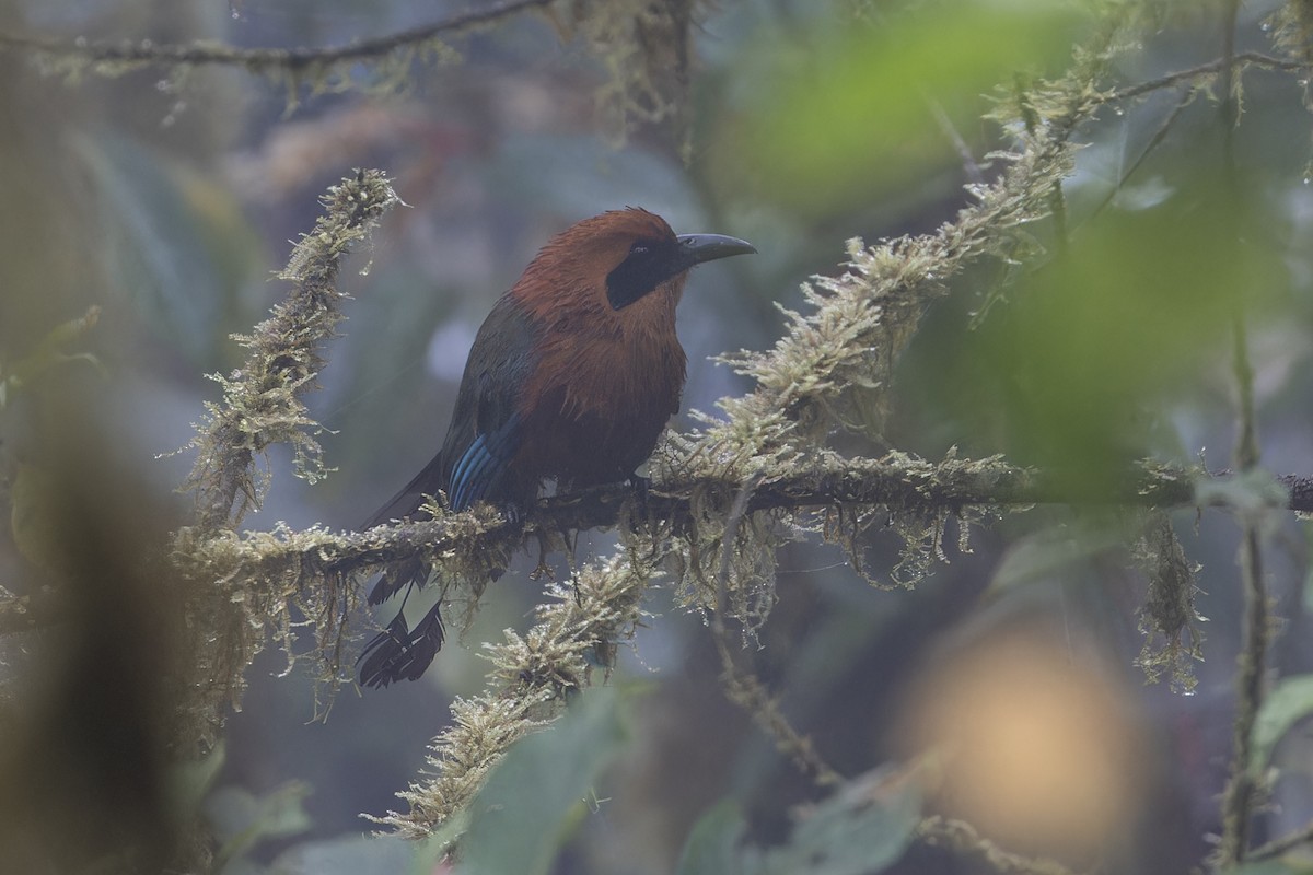 Rufous Motmot - ML626643501