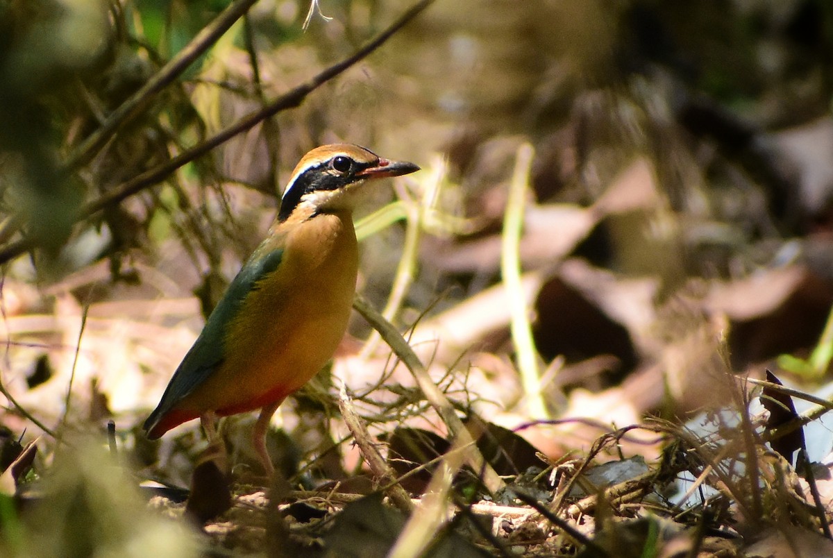 Indian Pitta - ML626643529