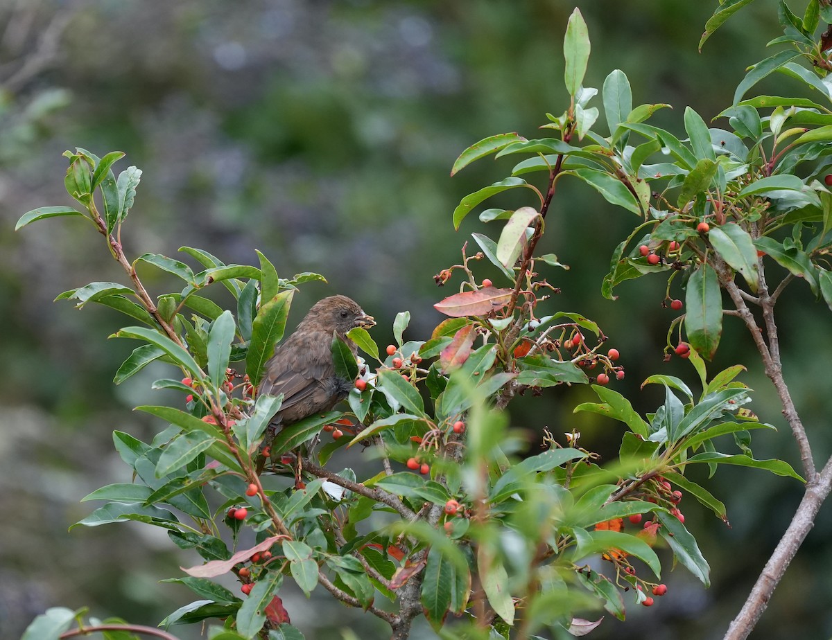 Taiwan Rosefinch - ML626643592