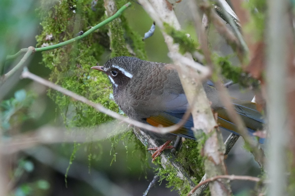 White-whiskered Laughingthrush - ML626643593