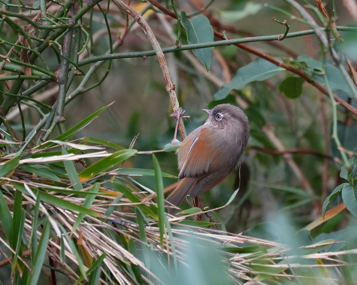 Taiwan Fulvetta - ML626643594