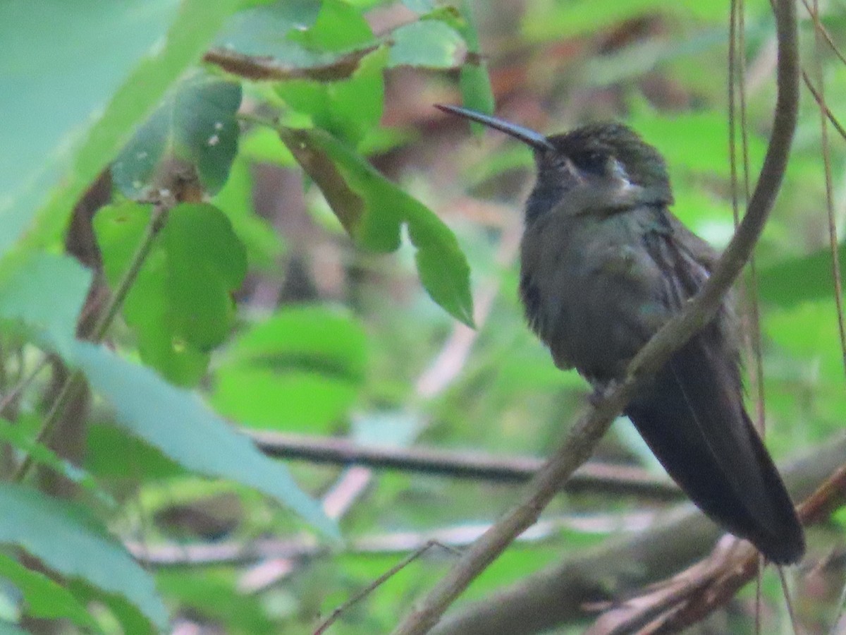 Amethyst-throated Mountain-gem - ML626643656