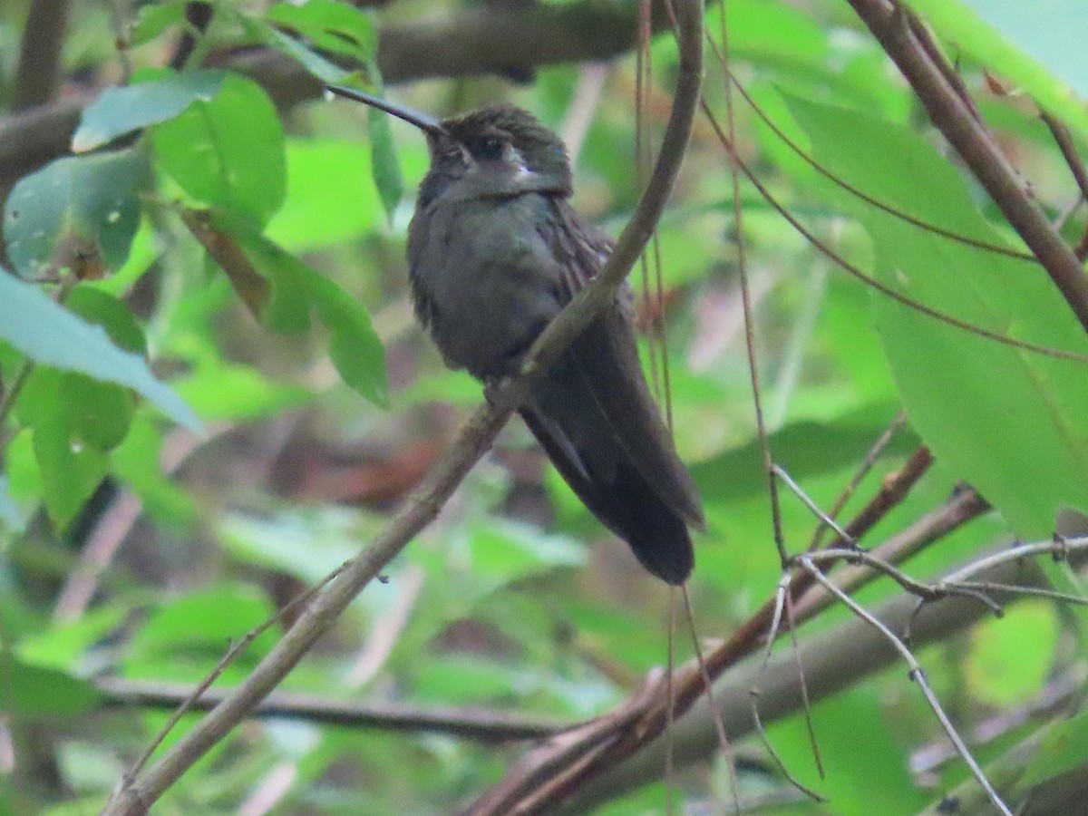 Amethyst-throated Mountain-gem - ML626643657