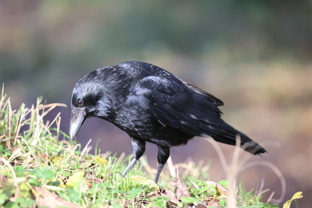 Carrion Crow - ML626643685