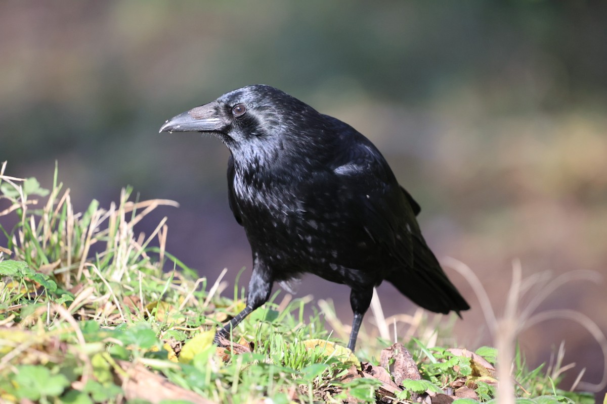 Carrion Crow - ML626643689