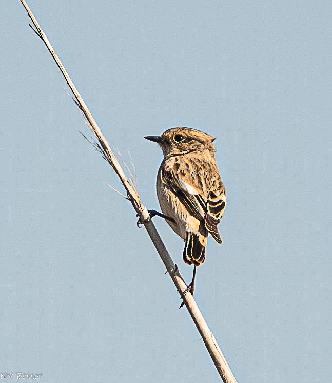 Tarabilla Siberiana - ML626643760