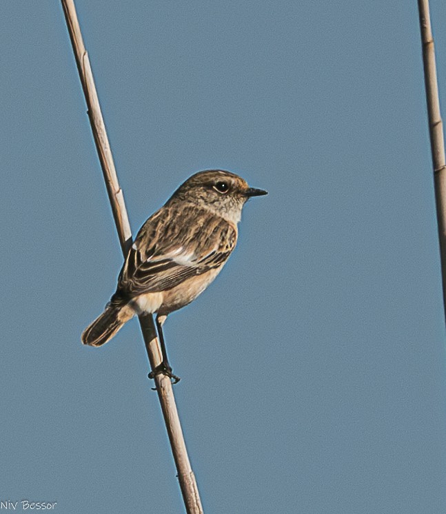 Tarabilla Siberiana - ML626643761