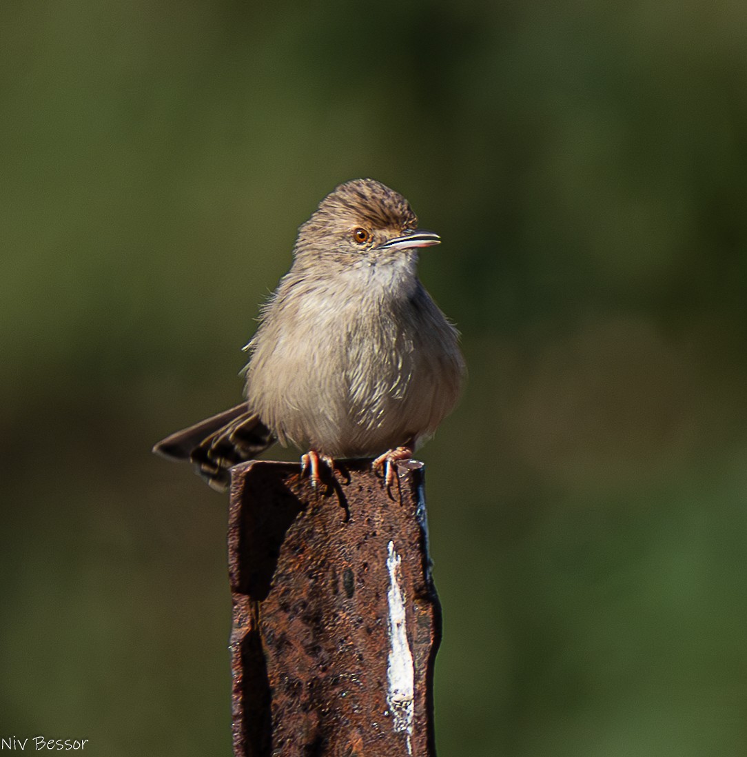 Graceful Prinia - ML626643762