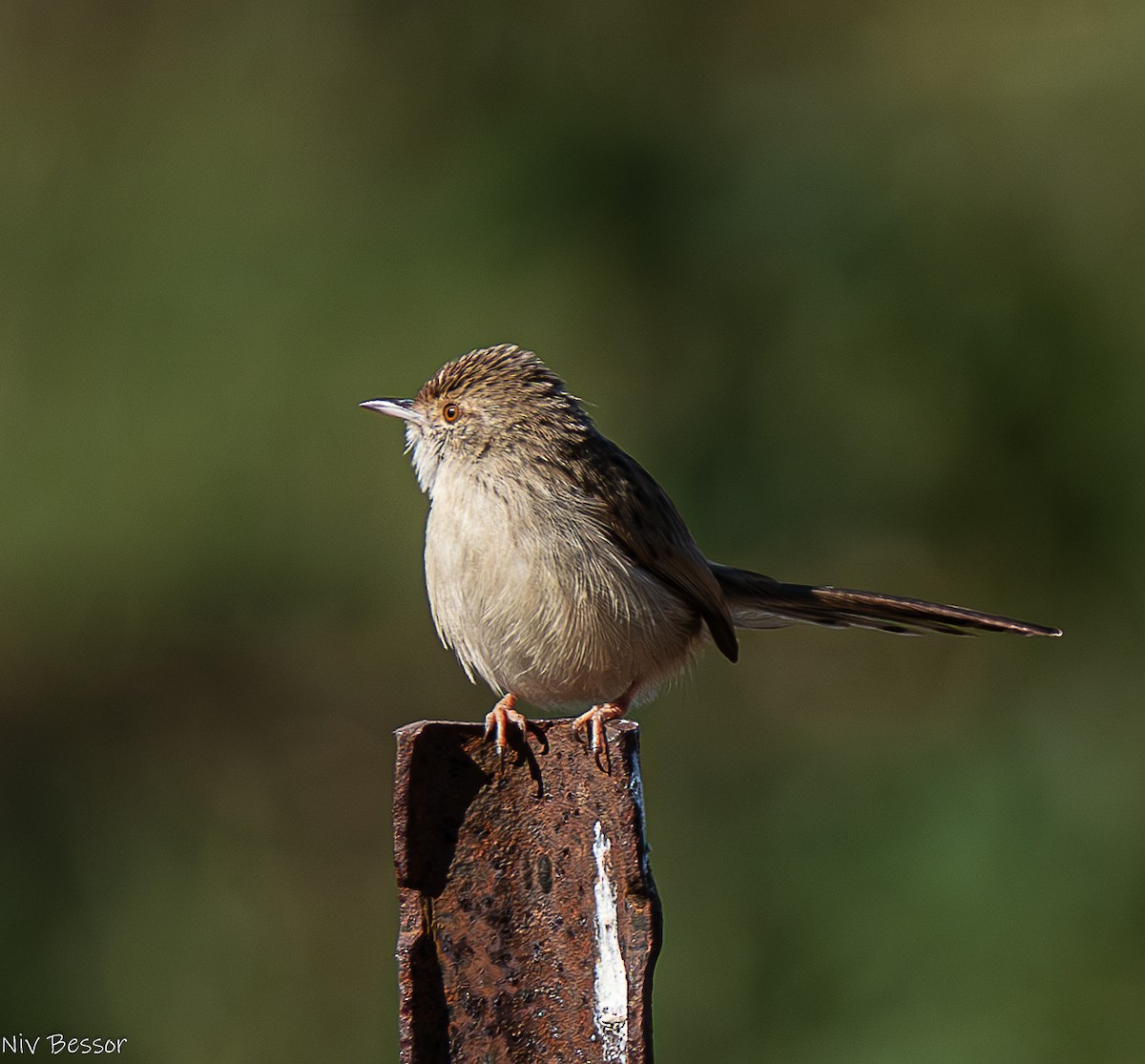 Graceful Prinia - ML626643763