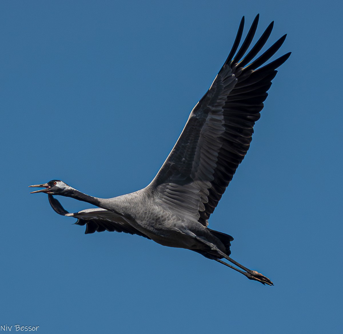Grulla Común - ML626643765