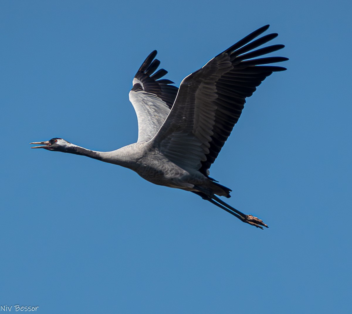 Grulla Común - ML626643766