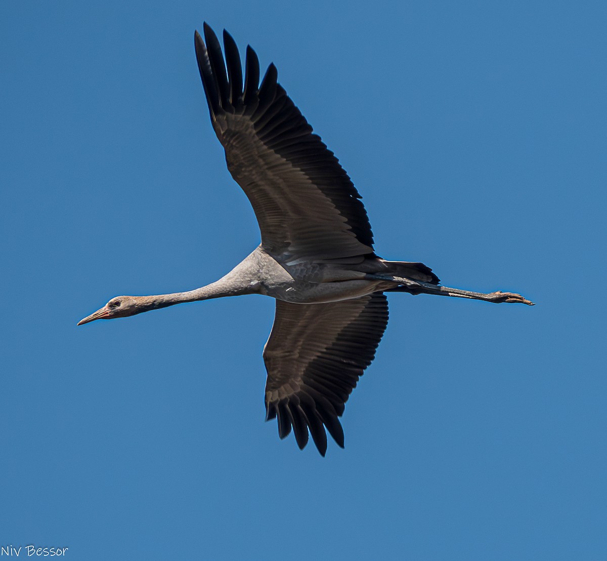 Grulla Común - ML626643767