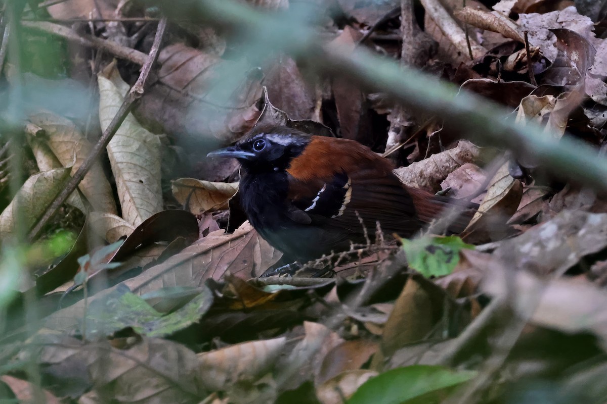Cordillera Azul Antbird - ML626643796
