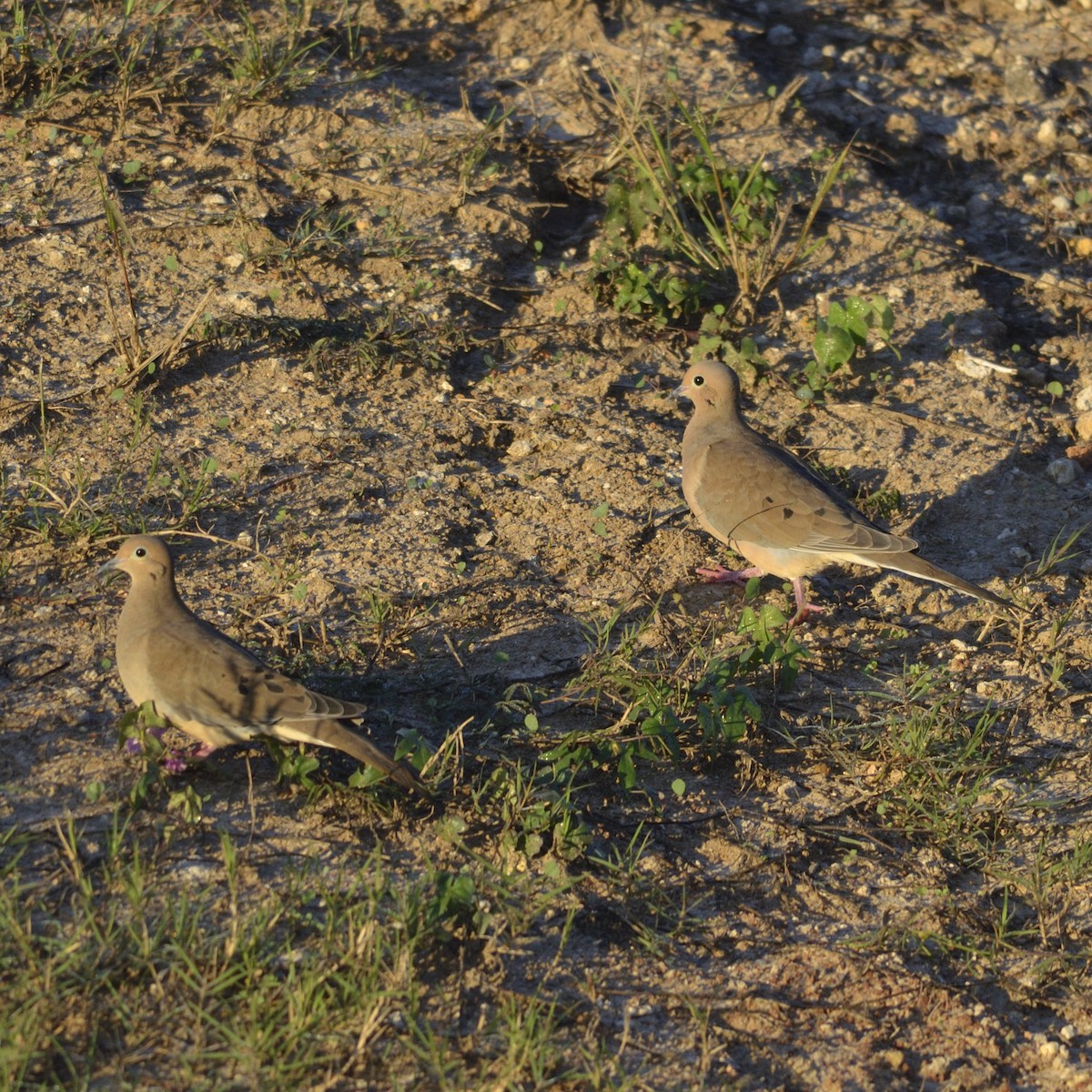 Mourning Dove - ML626643816