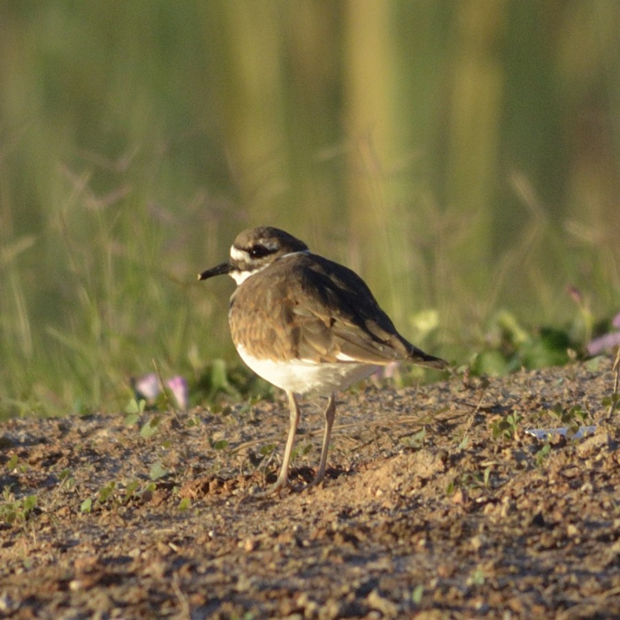 Killdeer - ML626643817