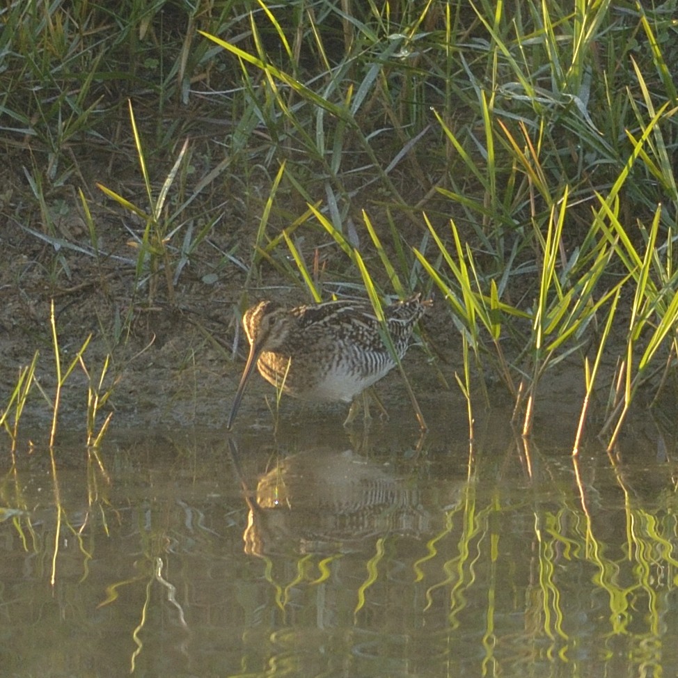 Wilson's Snipe - ML626643822