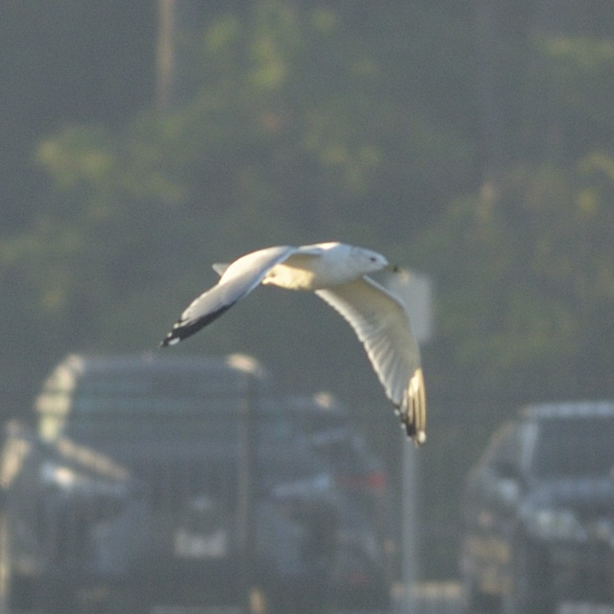 Ring-billed Gull - ML626643829