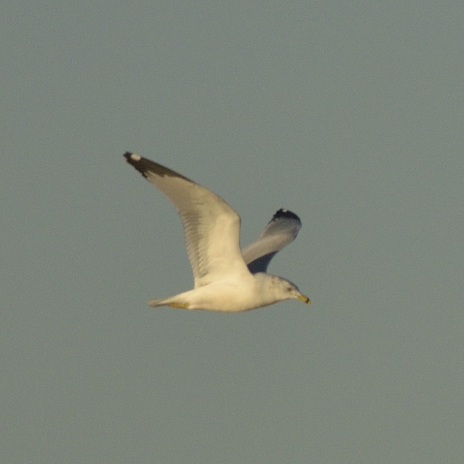 Ring-billed Gull - ML626643830