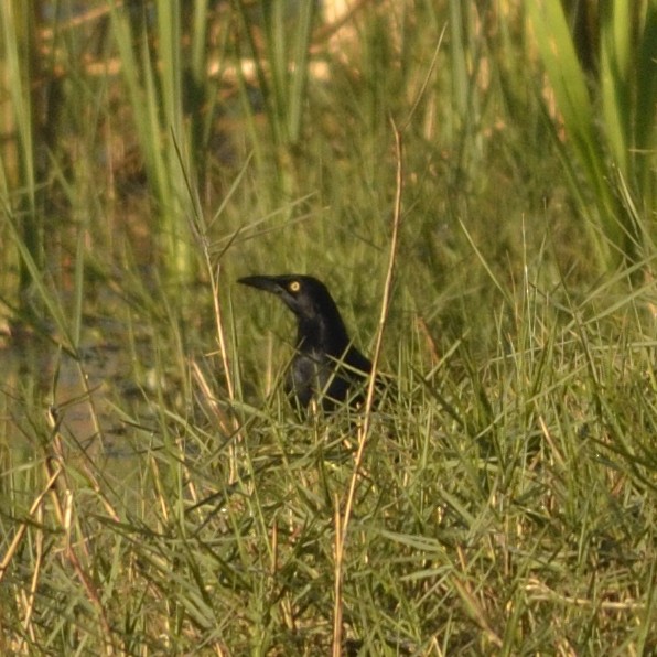 Great-tailed Grackle - ML626643843