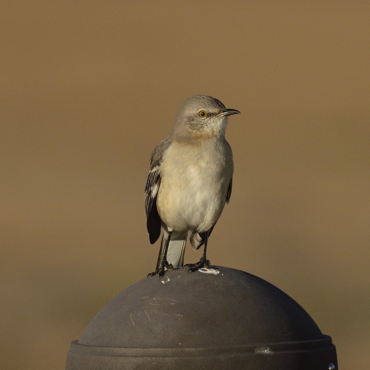 Northern Mockingbird - ML626643851