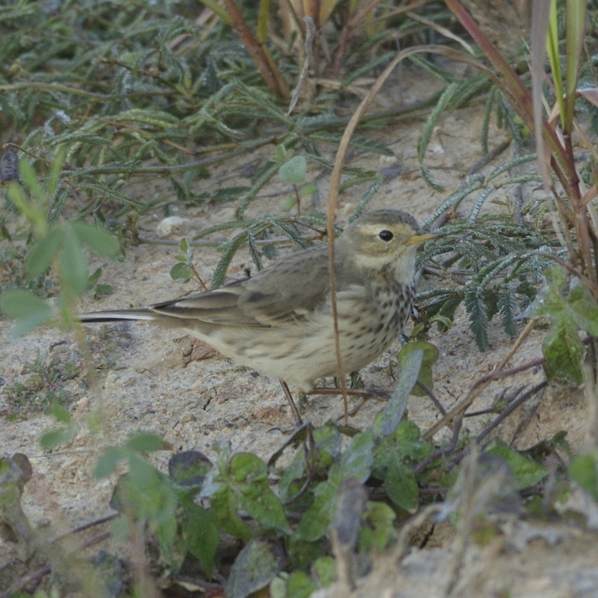 American Pipit - ML626643853