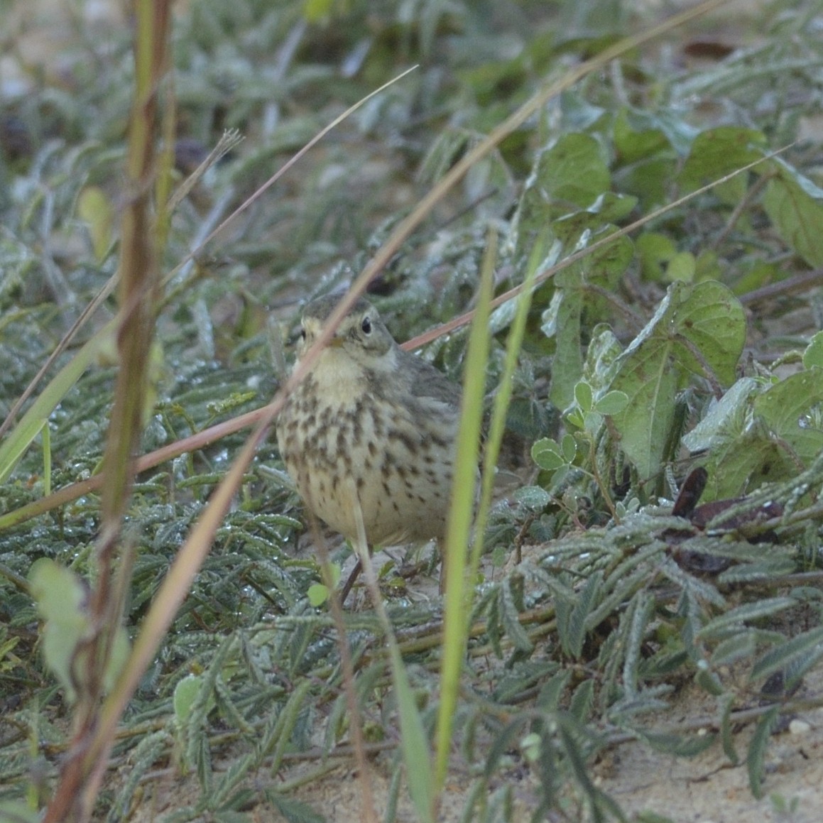 American Pipit - ML626643854