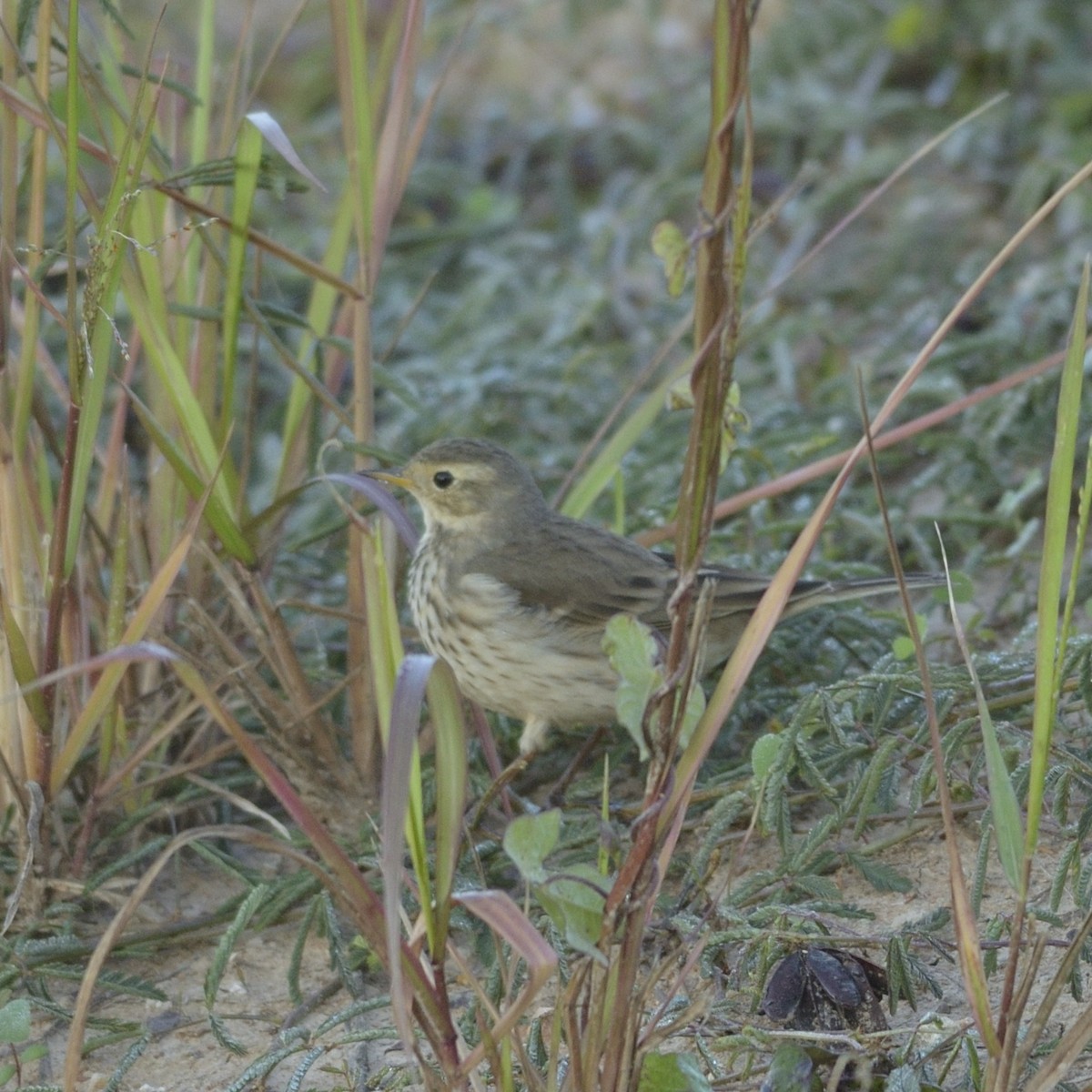 American Pipit - ML626643855