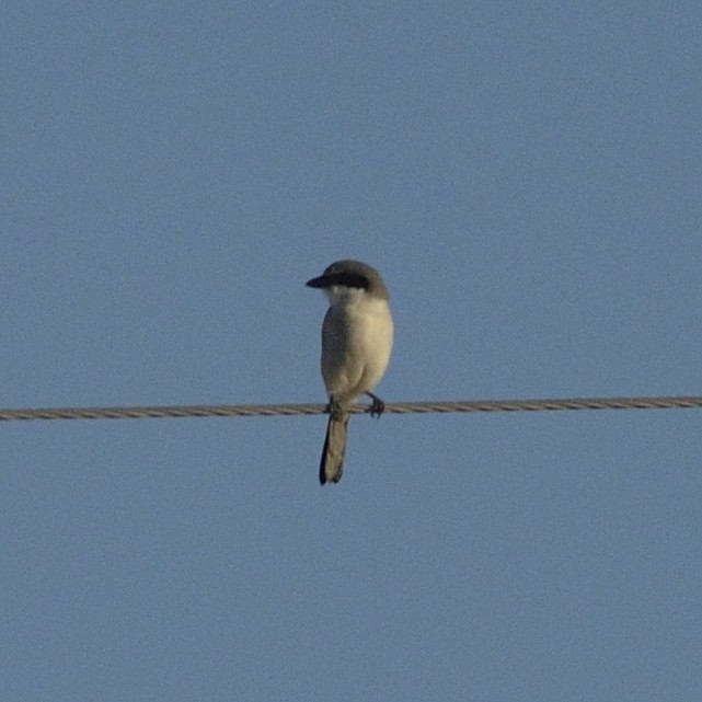 Loggerhead Shrike - ML626643859