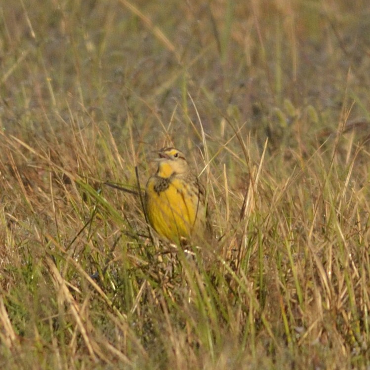 Eastern Meadowlark - ML626643866