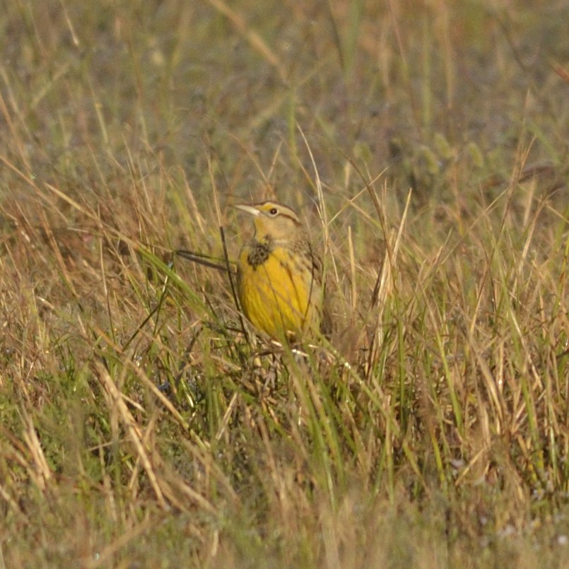 Eastern Meadowlark - ML626643867