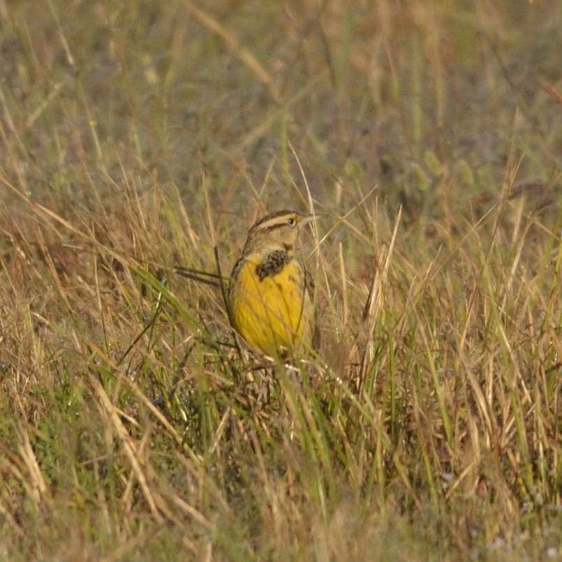 Eastern Meadowlark - ML626643868