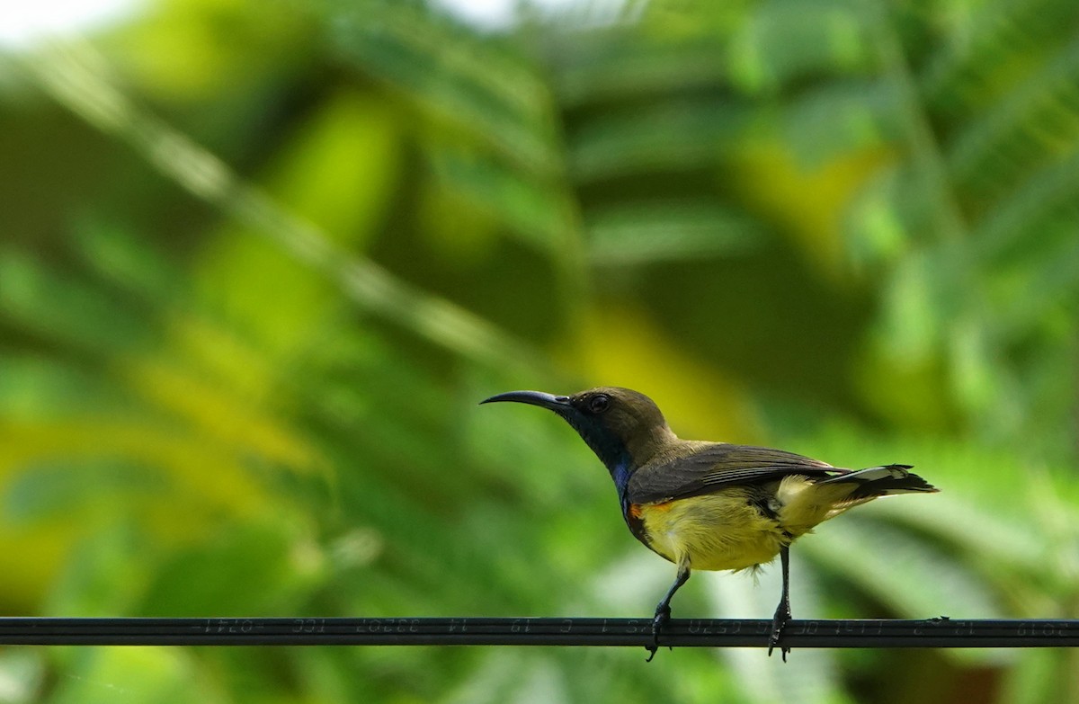 Ornate Sunbird - ML626643923