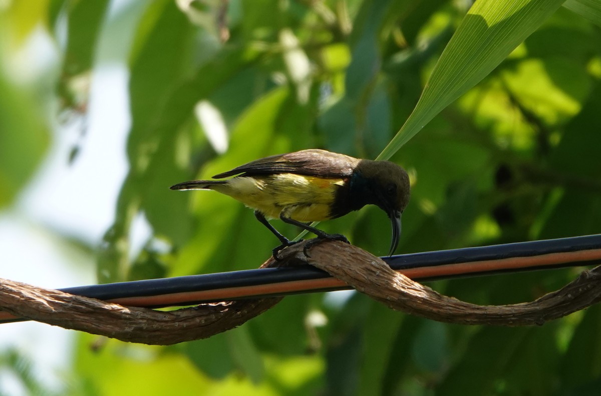 Ornate Sunbird - ML626643924