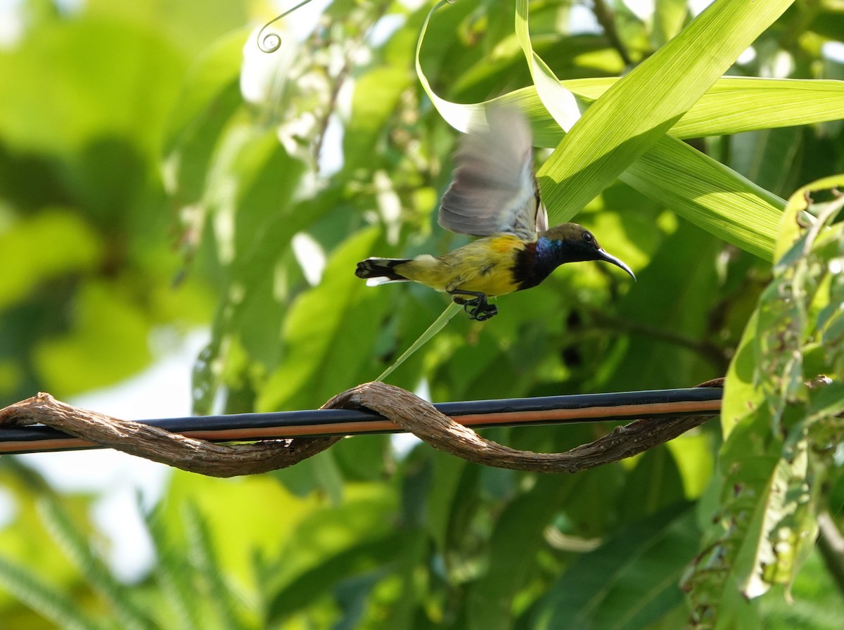 Ornate Sunbird - ML626643925