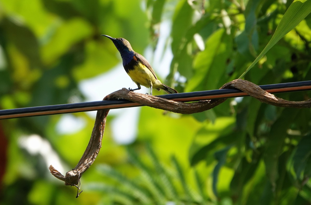 Ornate Sunbird - ML626643926