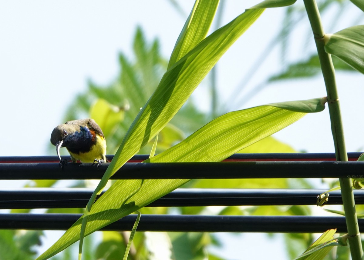 Ornate Sunbird - ML626643928