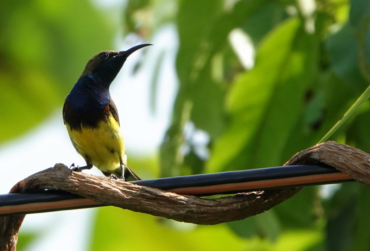 Ornate Sunbird - ML626643929