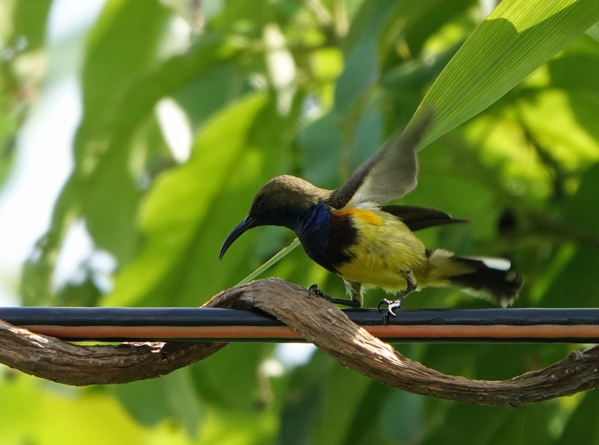 Ornate Sunbird - ML626643930