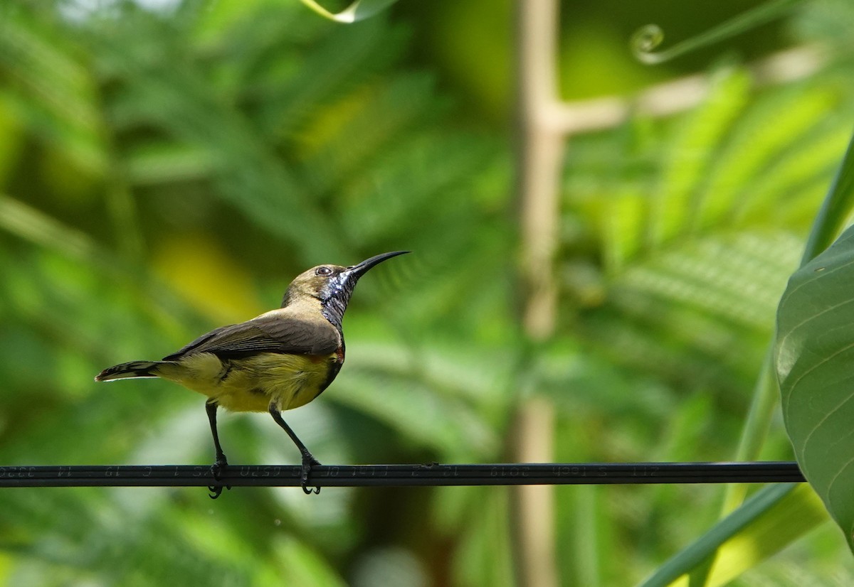 Ornate Sunbird - ML626643931