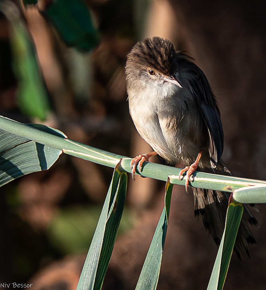 Graceful Prinia - ML626643952