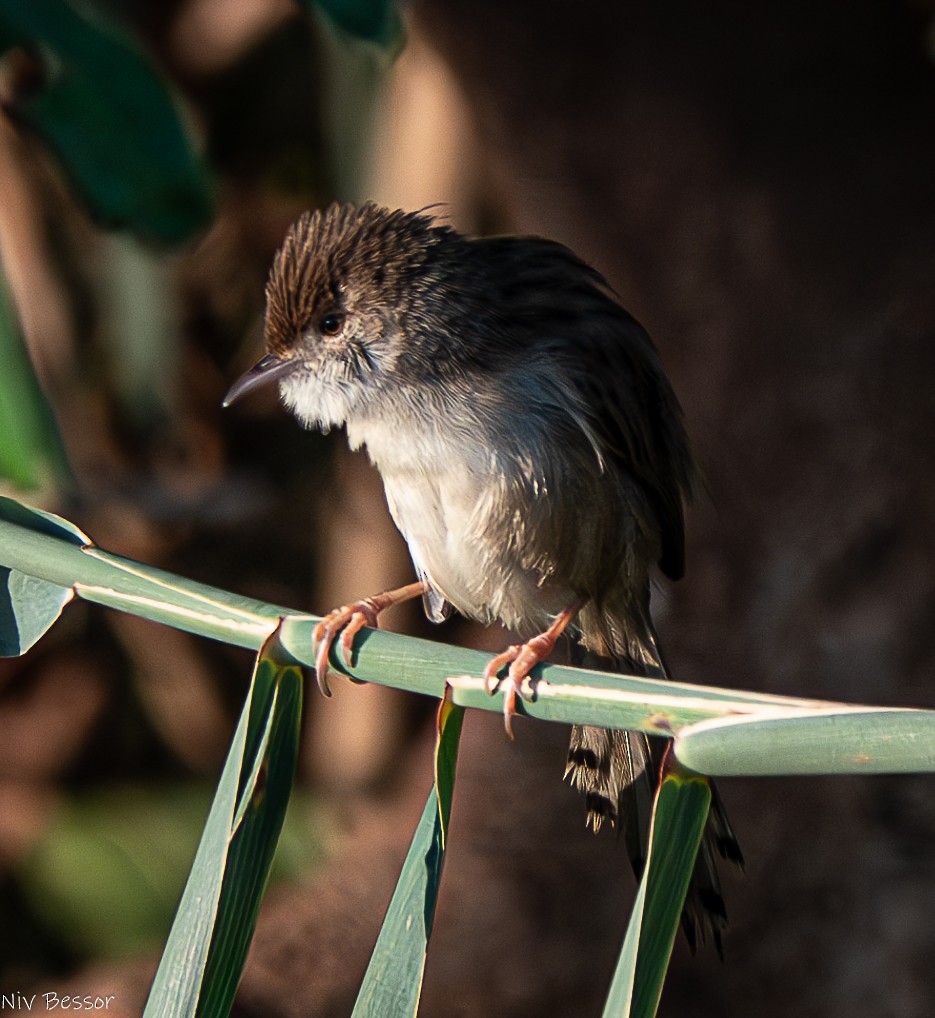 Graceful Prinia - ML626643953