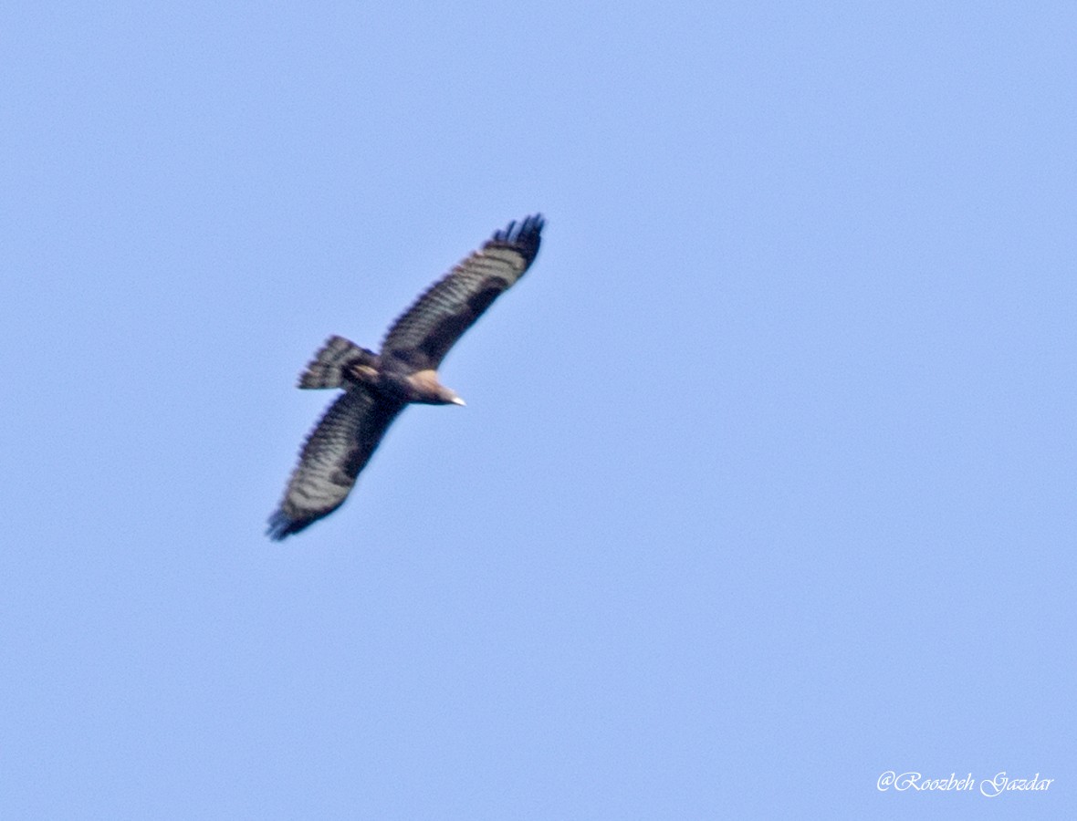 Oriental Honey-buzzard - ML626644453