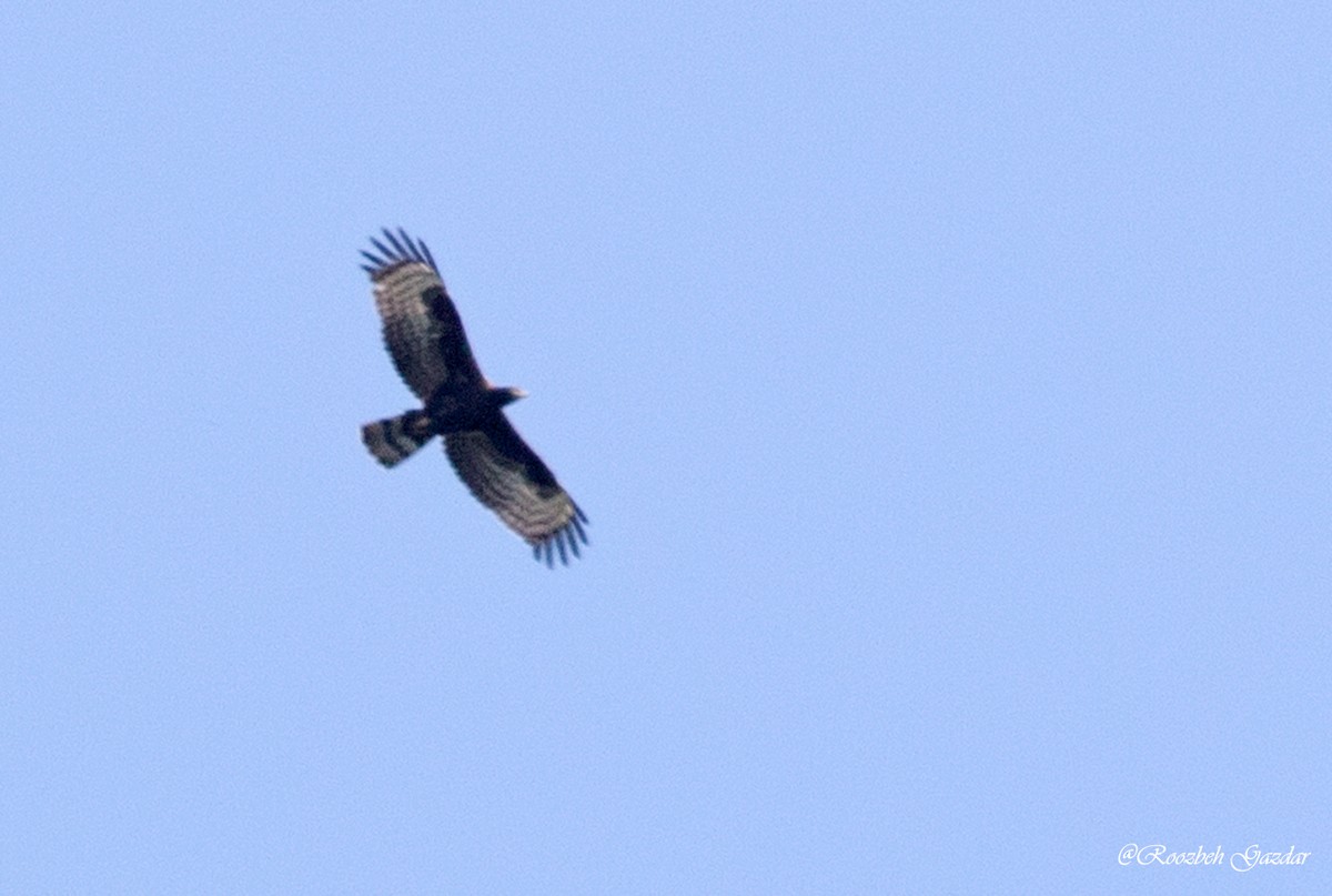 Oriental Honey-buzzard - ML626644454