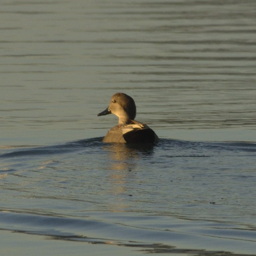 Gadwall - ML626644484