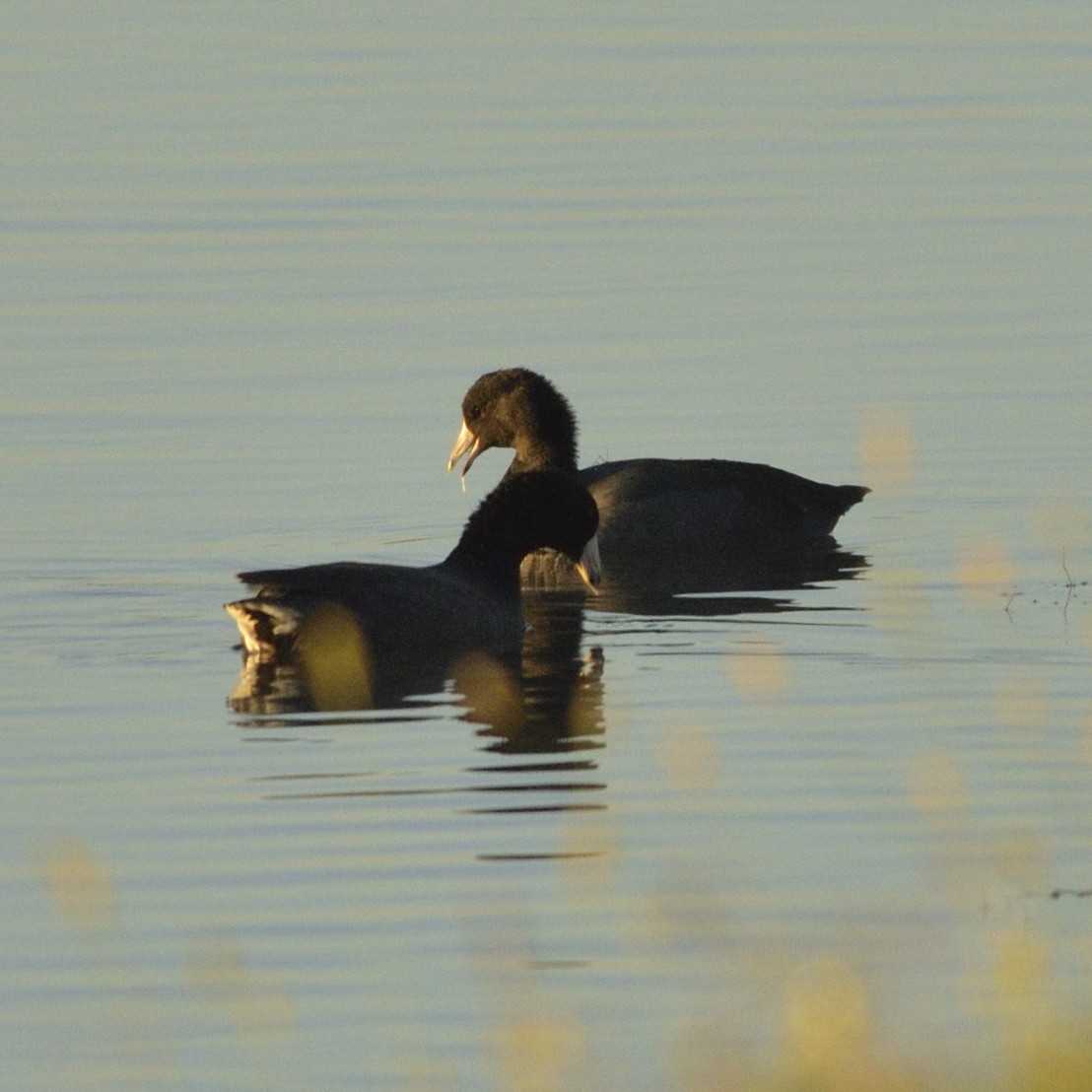 American Coot - ML626644488