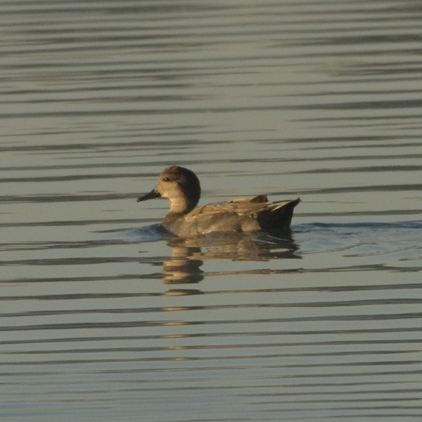 Gadwall - ML626644489